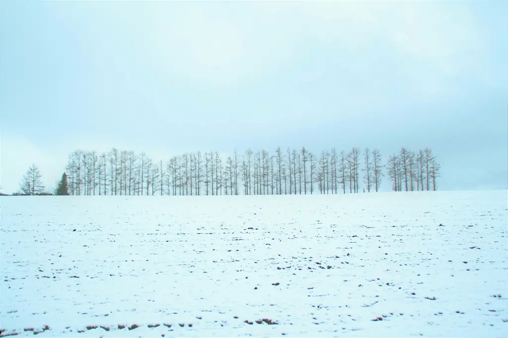 名護租車指南：衝繩北部的便捷交通攻略